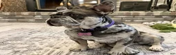 French Bulldog dogs for sale: Breeze - Ad 8