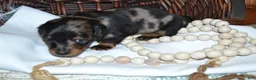 Dachshund dogs for sale: Smokey - Ad 1