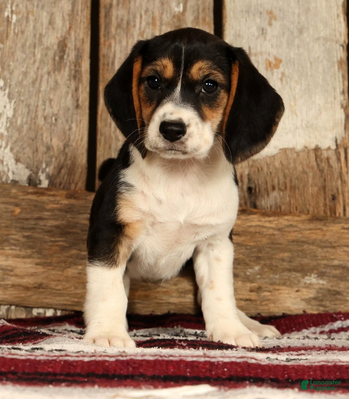 Beagle dogs Crystal - Ad 1