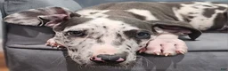 Great Dane dogs for sale: Blue Harlequin - Ad 4