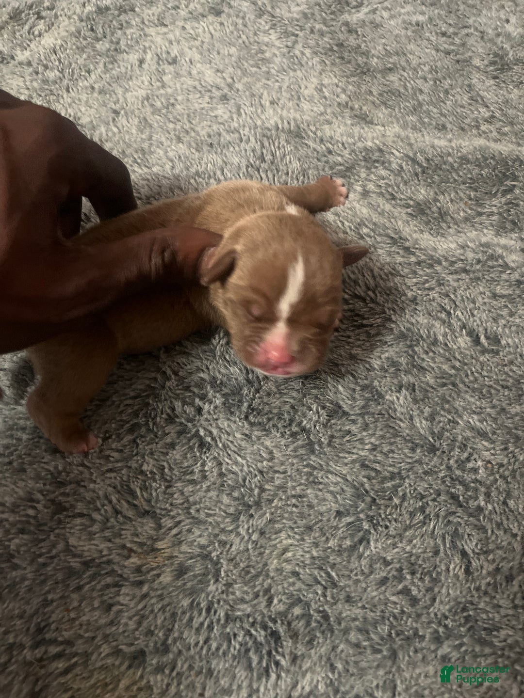 American Bully dogs for sale: American Bully Puppy 5 - Ad 1