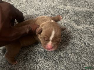 American Bully dogs American Bully Puppy 5 - Ad 5