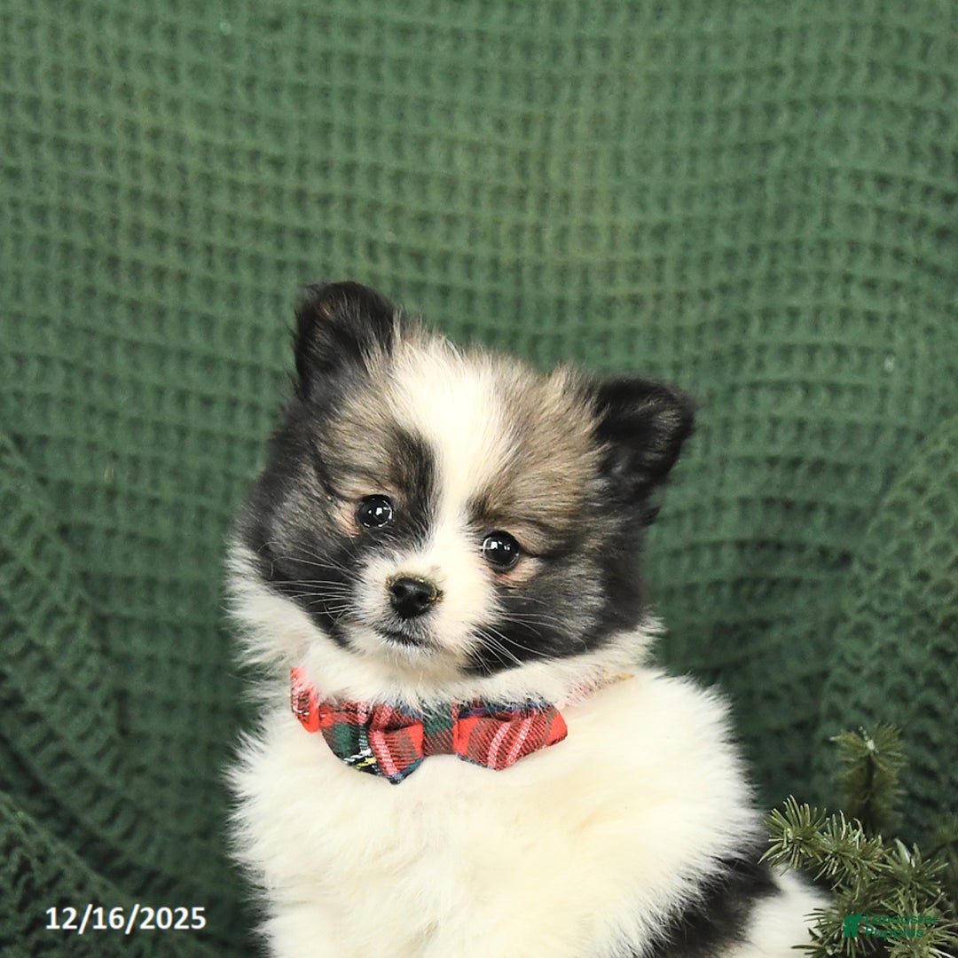 Pomeranian dogs for sale: Darlene - Ad 4