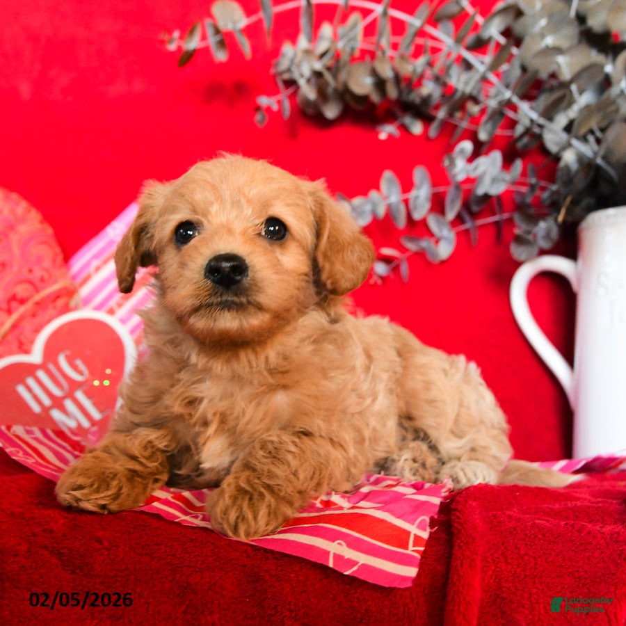 Yorkiepoo dogs Casper - Ad 2