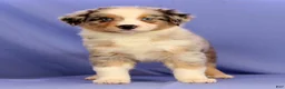 Miniature Australian Shepherd dogs for sale: Abby - Ad 3