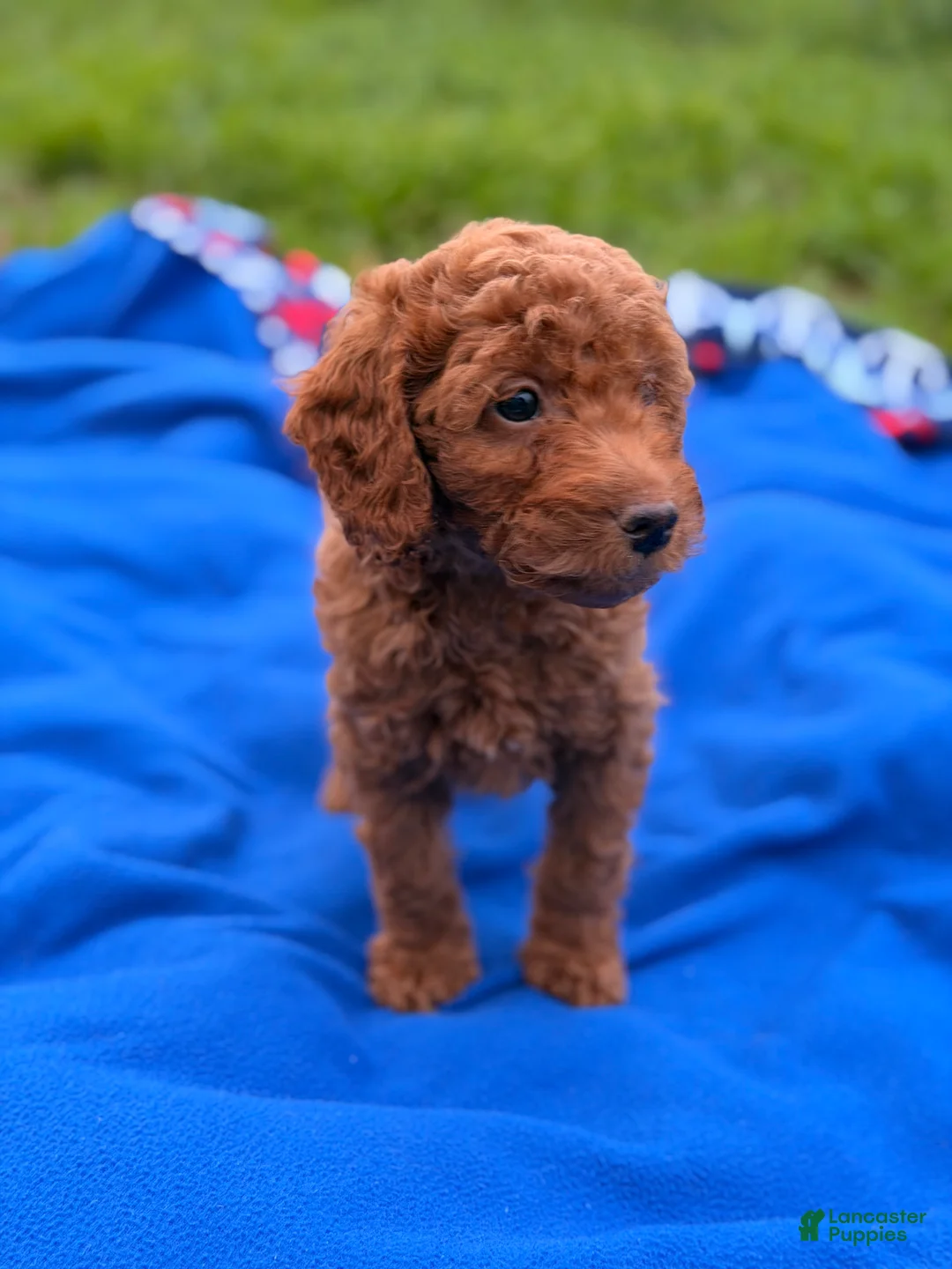Mini Goldendoodle dogs for sale: Dasher - Ad 1