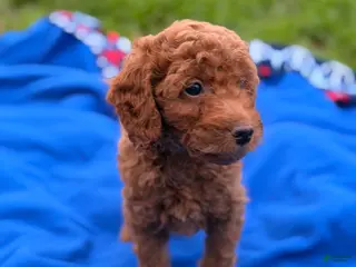 Mini Goldendoodle dogs Dasher - Ad 2