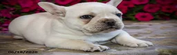 French Bulldog dogs for sale: Klondike - Ad 6
