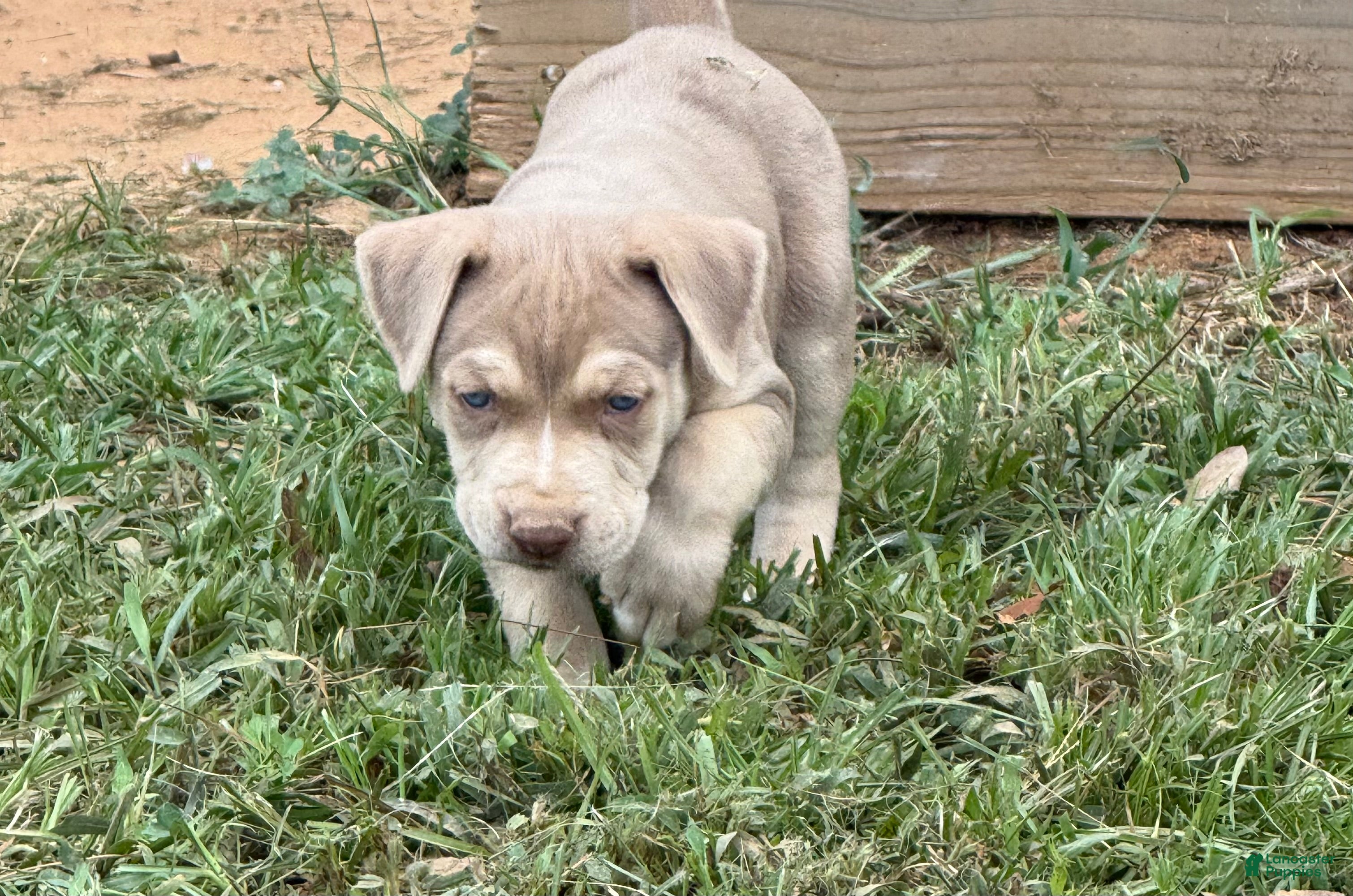Catahoula Leopard Dog dogs for sale: Ewok - Ad 1