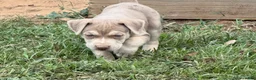 Catahoula Leopard Dog dogs for sale: Ewok - Ad 1