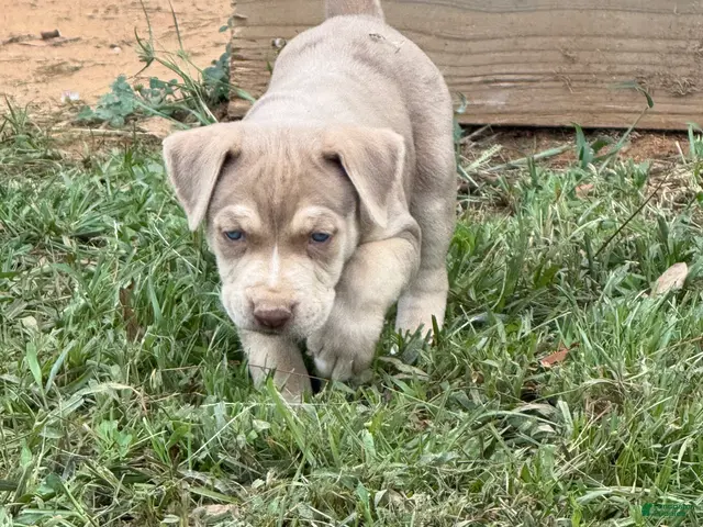 Catahoula Leopard Dog dogs for sale: Ewok - Ad 1