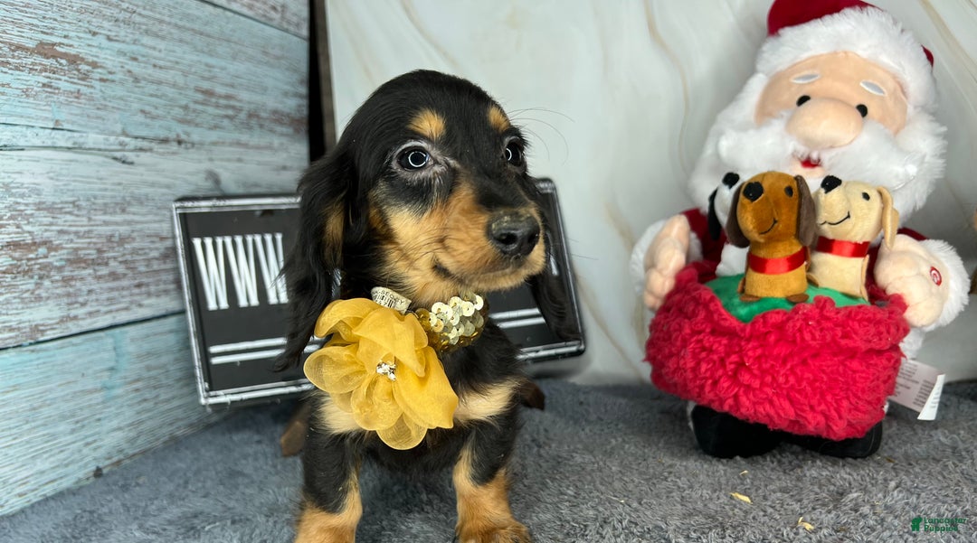 Miniature Dachshund dogs for sale: Full AKC Russian boy - Ad 10