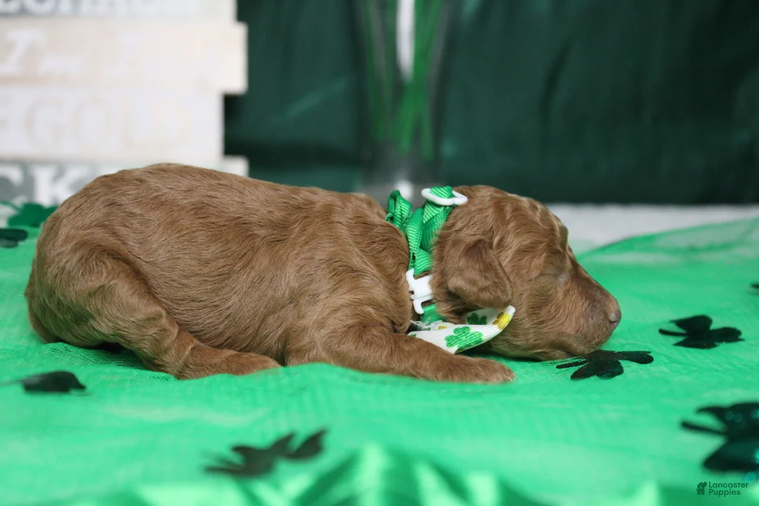 Miniature Poodle dogs for sale: Stephen  - Ad 2