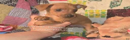Miniature Pinscher dogs for sale: Theo - Ad 8