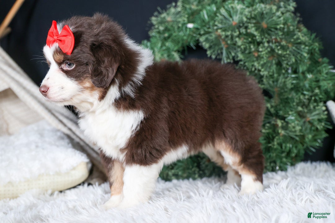 Miniature Australian Shepherd dogs for sale: SALLY - Ad 4