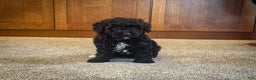 Miniature Poodle dogs for sale: Coal - Ad 1