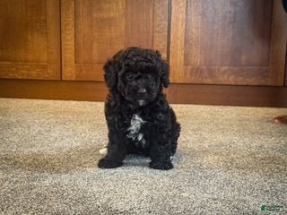Miniature Poodle dogs Coal - Ad 40