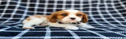 Cavalier King Charles Spaniel dogs for sale: Gunner - Ad 2