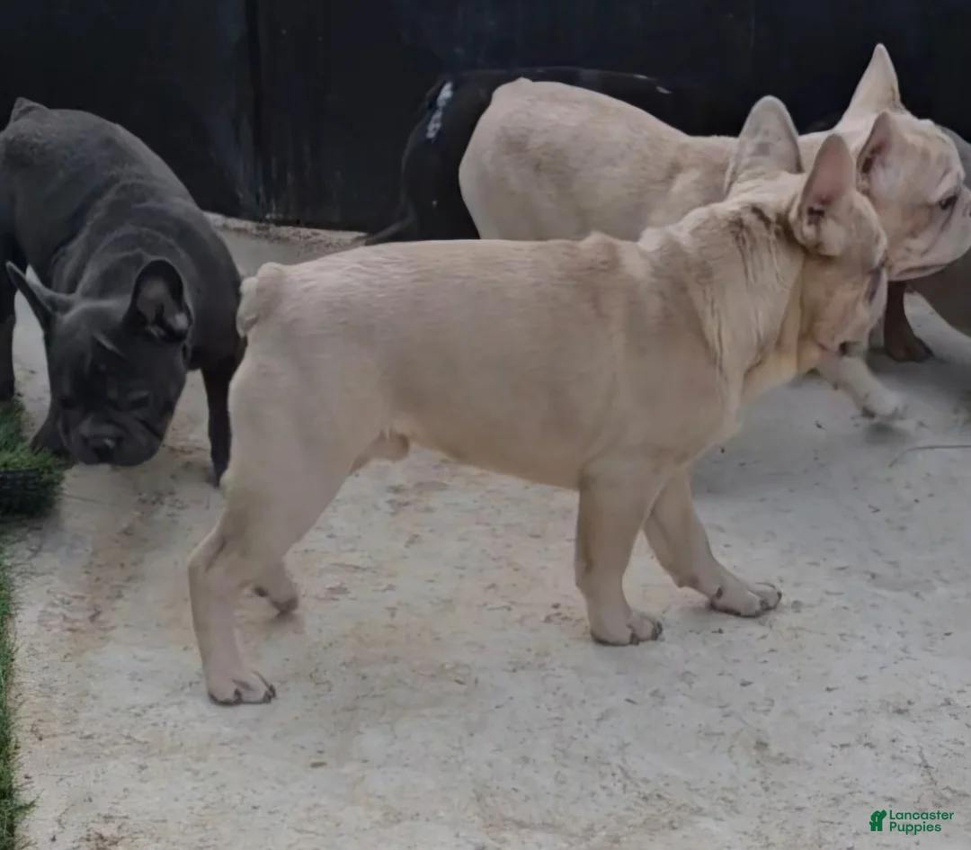 French Bulldog dogs for sale: French Bulldog Puppy 1 - Ad 6
