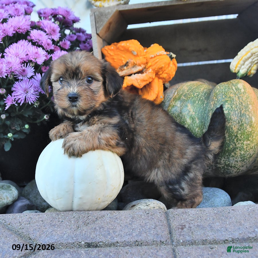 Shorkie dogs Dawson - Ad 2