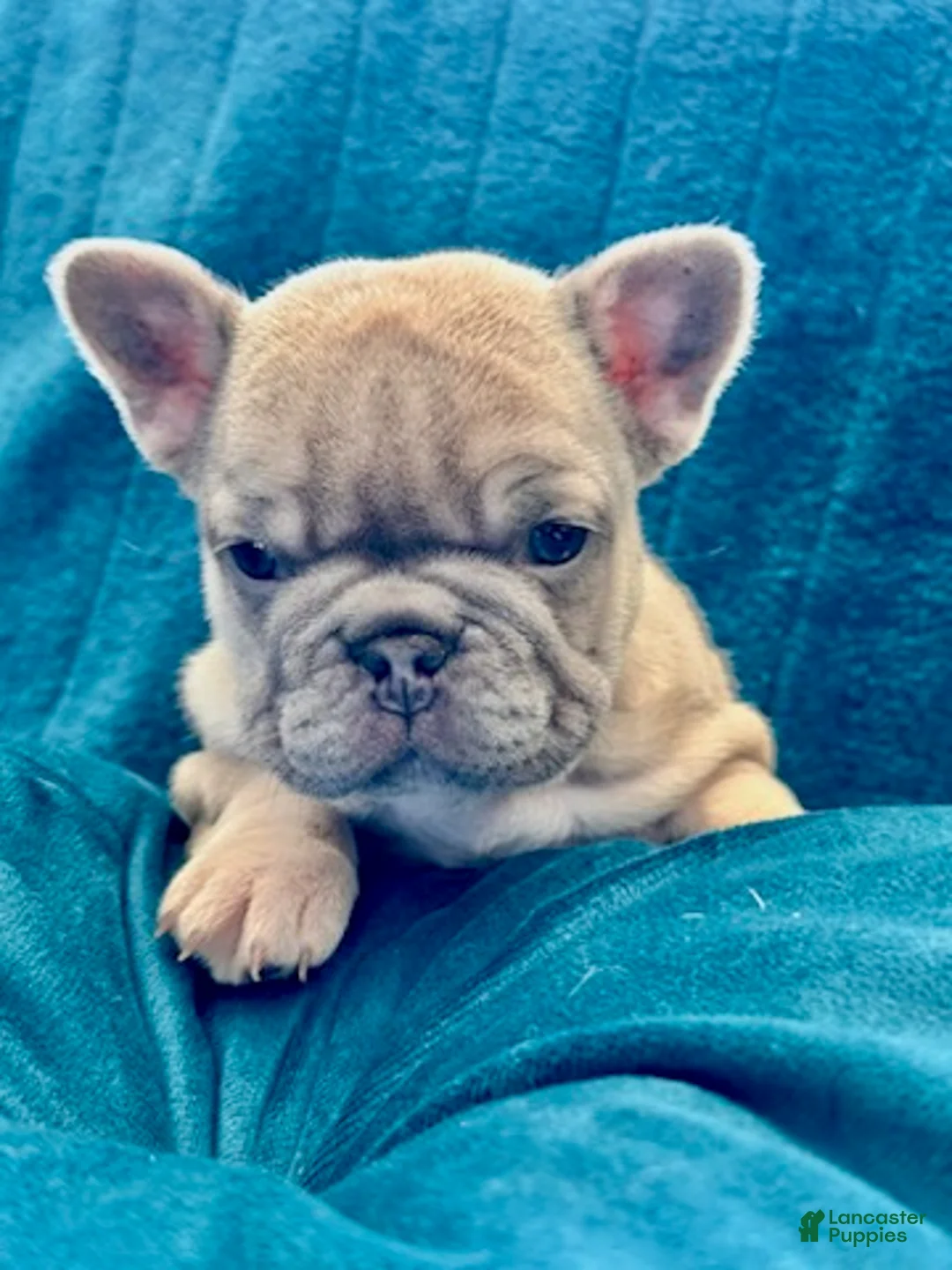 French Bulldog dogs for sale: Lilac Beauty - Ad 8