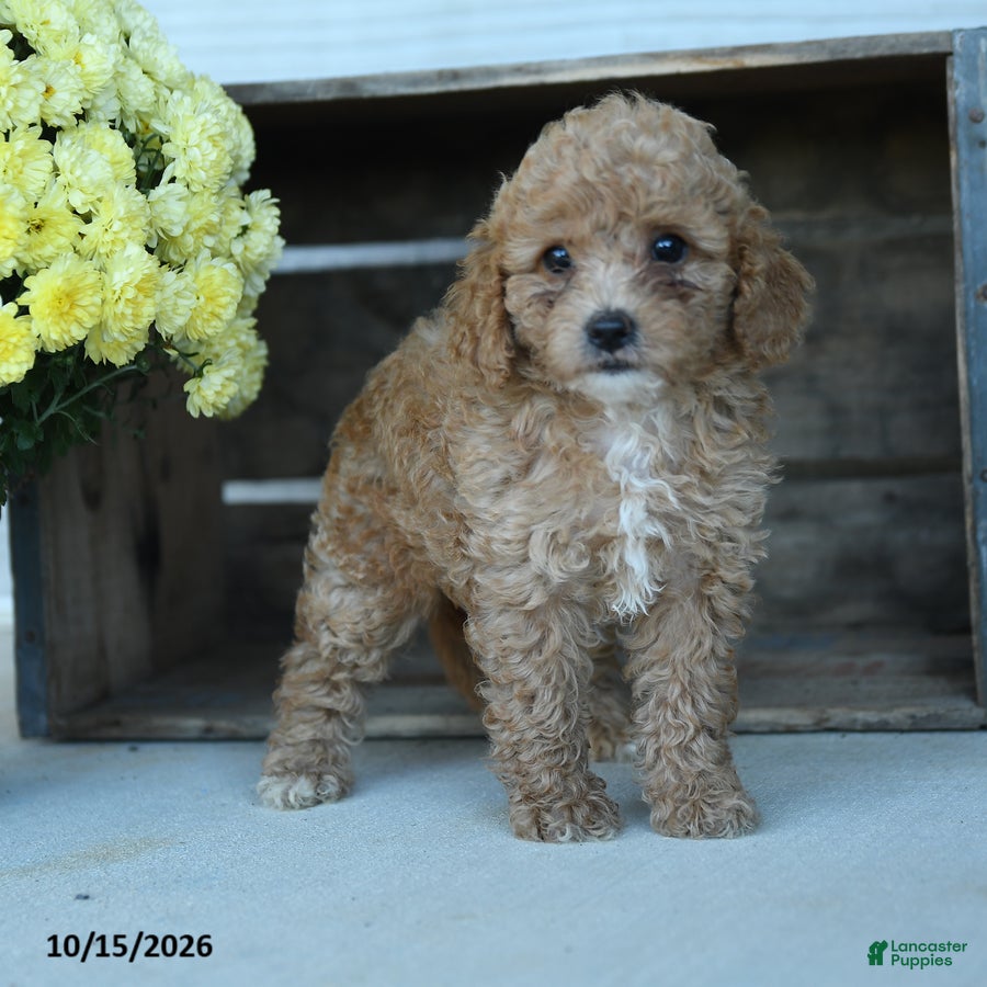 Shihpoo dogs Josie - Ad 2