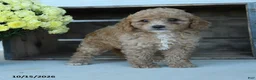 Shihpoo dogs for sale: Josie - Ad 2