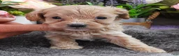 Cavapoo dogs for sale: #5 Male of Kate - Ad 1