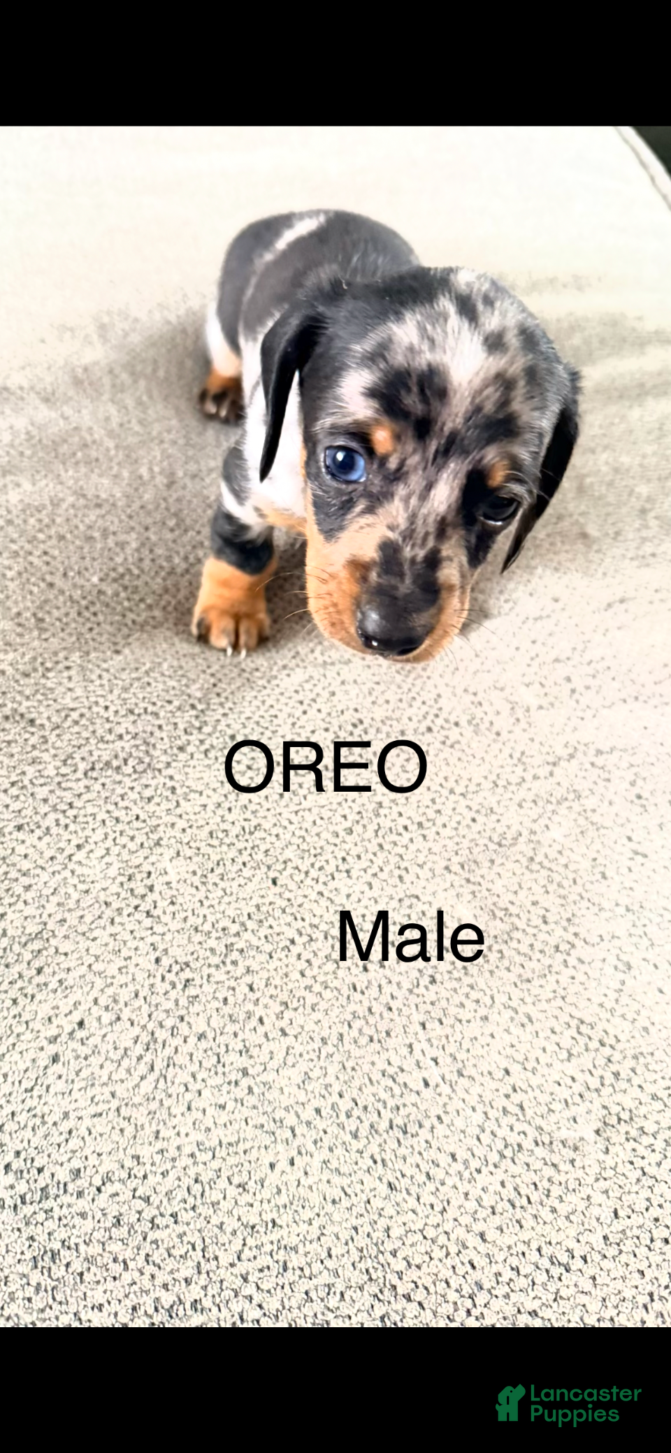Dalmatian dogs Oreo - Ad 1