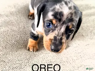 Dachshund dogs for sale: Oreo - Ad 4