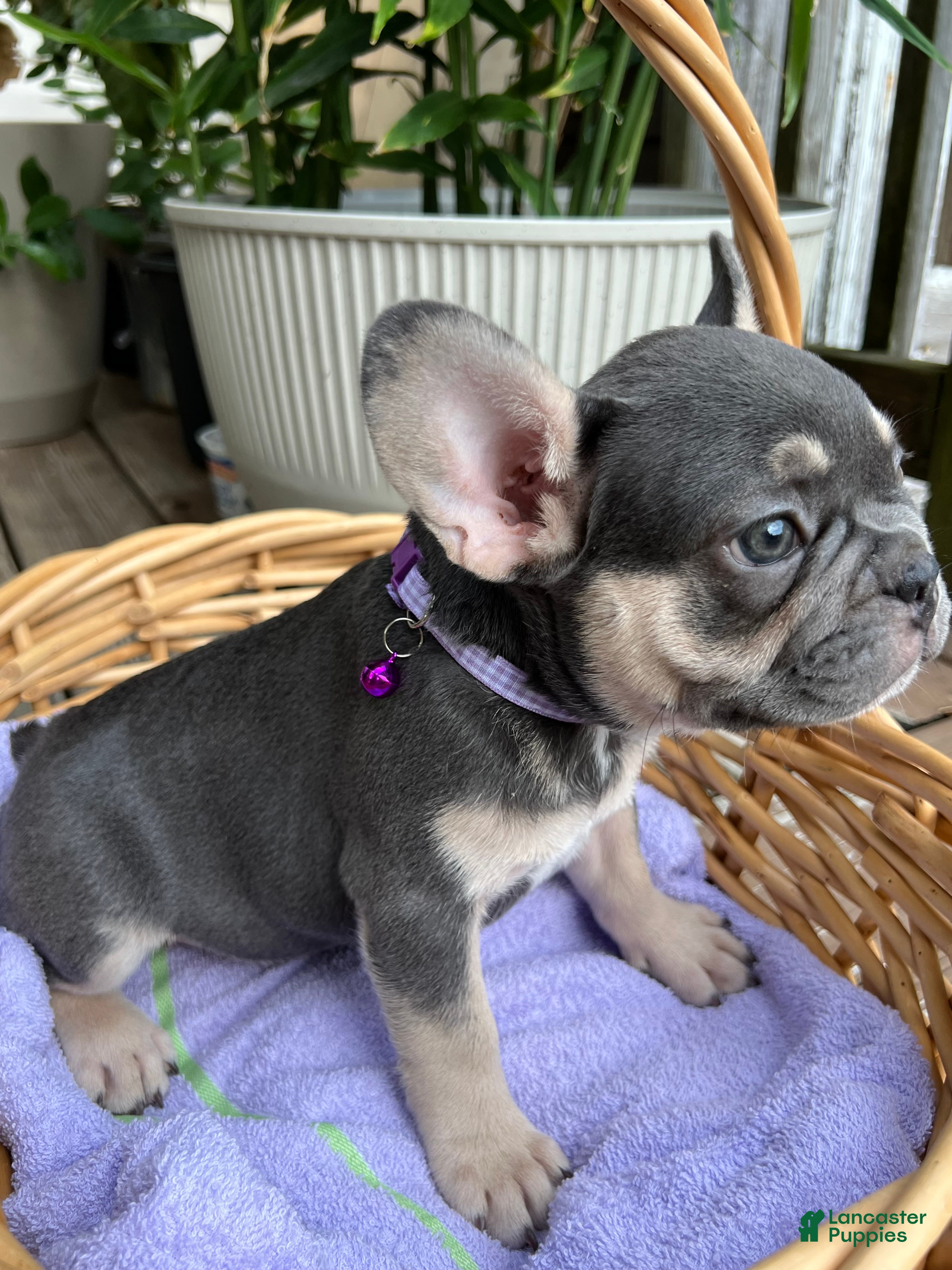 French Bulldog dogs French Bulldog 1 - Ad 2