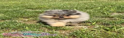 Pomeranian dogs for sale: Little Neptune - Ad 2