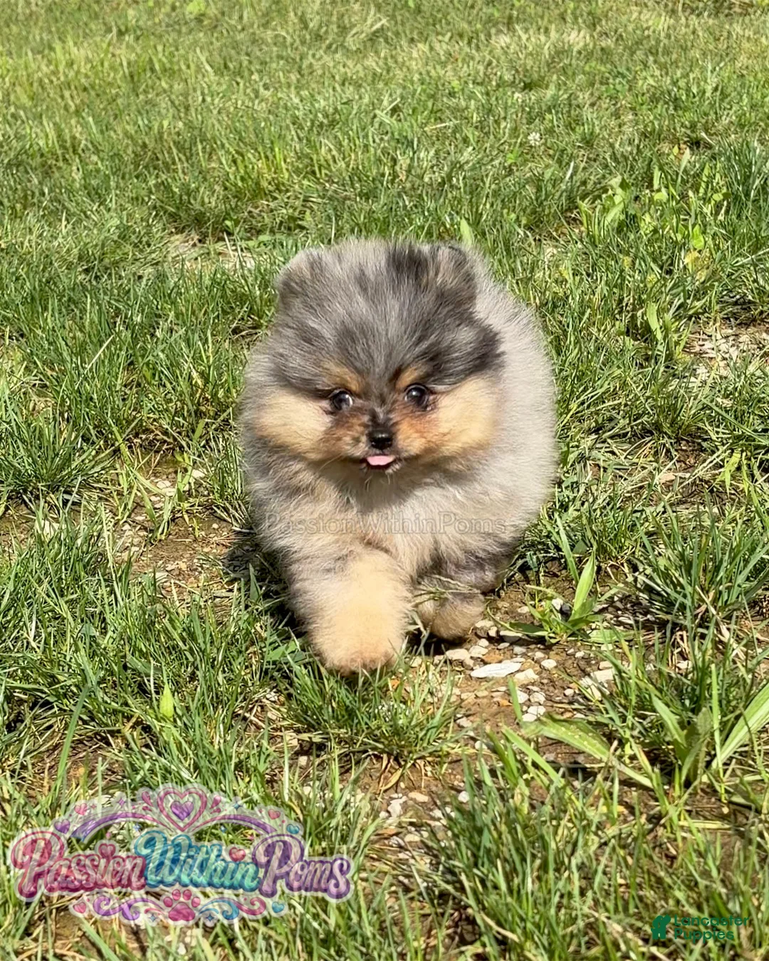 Pomeranian dogs for sale: Little Neptune - Ad 2