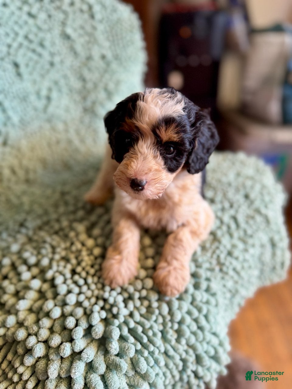 Bernedoodle dogs for sale: Maisey - Ad 1