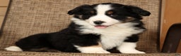 Miniature Australian Shepherd dogs for sale: Rocky - Ad 7