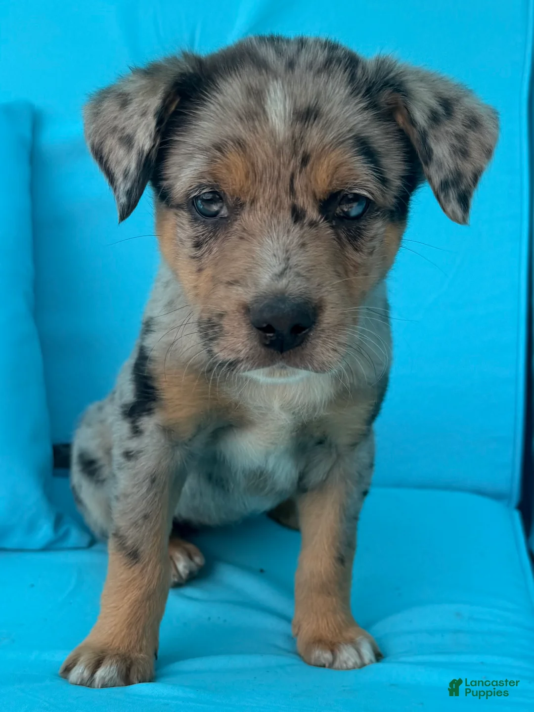 Mixed Breed dogs for sale: Cricket - Ad 1