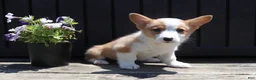 Welsh Corgi Pembroke dogs for sale: Samuel - Ad 1
