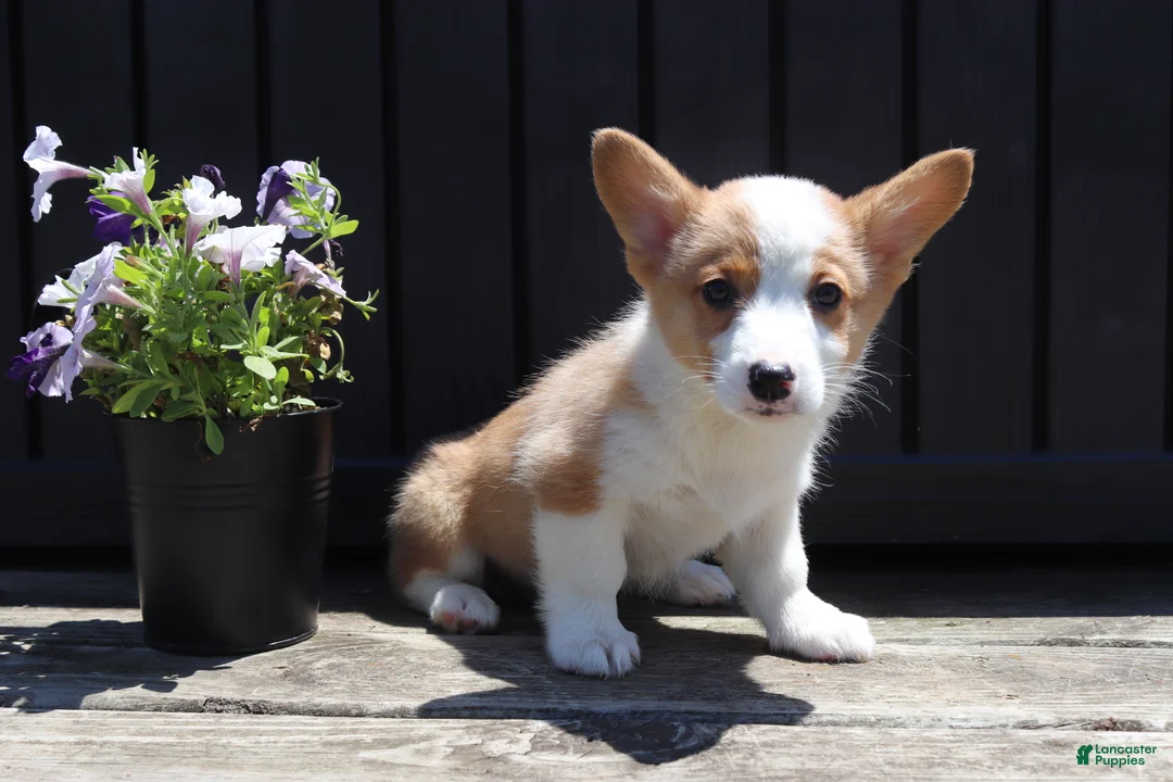 Welsh Corgi Pembroke dogs for sale: Samuel - Ad 1