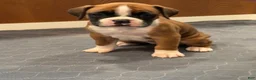 Boxer dogs for sale: Chanel - Ad 1
