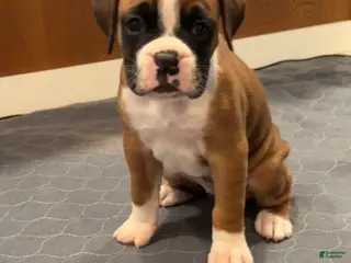 Boxer dogs for sale: Chanel - Ad 1