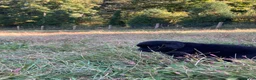 Newfoundland dogs for sale: Scarlet - Ad 2