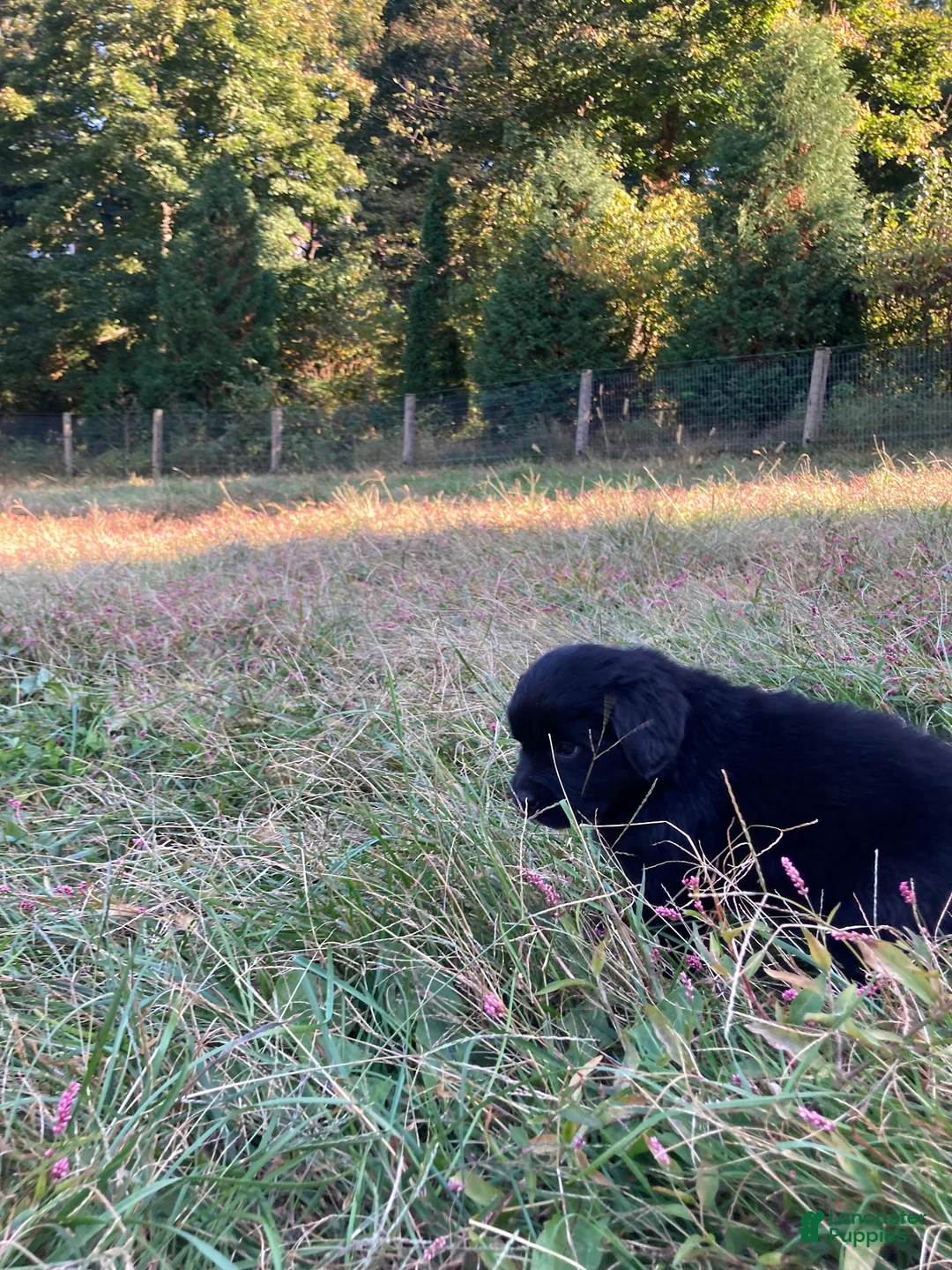 Newfoundland dogs for sale: Scarlet - Ad 2