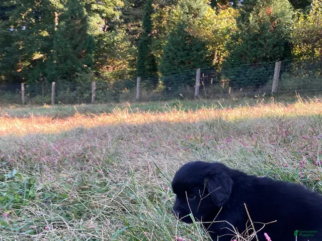 Newfoundland dogs for sale: Scarlet - Ad 2