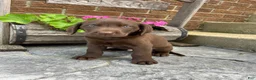 Labrador Retriever dogs for sale: Sam  - Ad 4