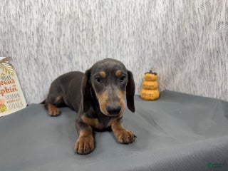 Dachshund dogs - Ad 1