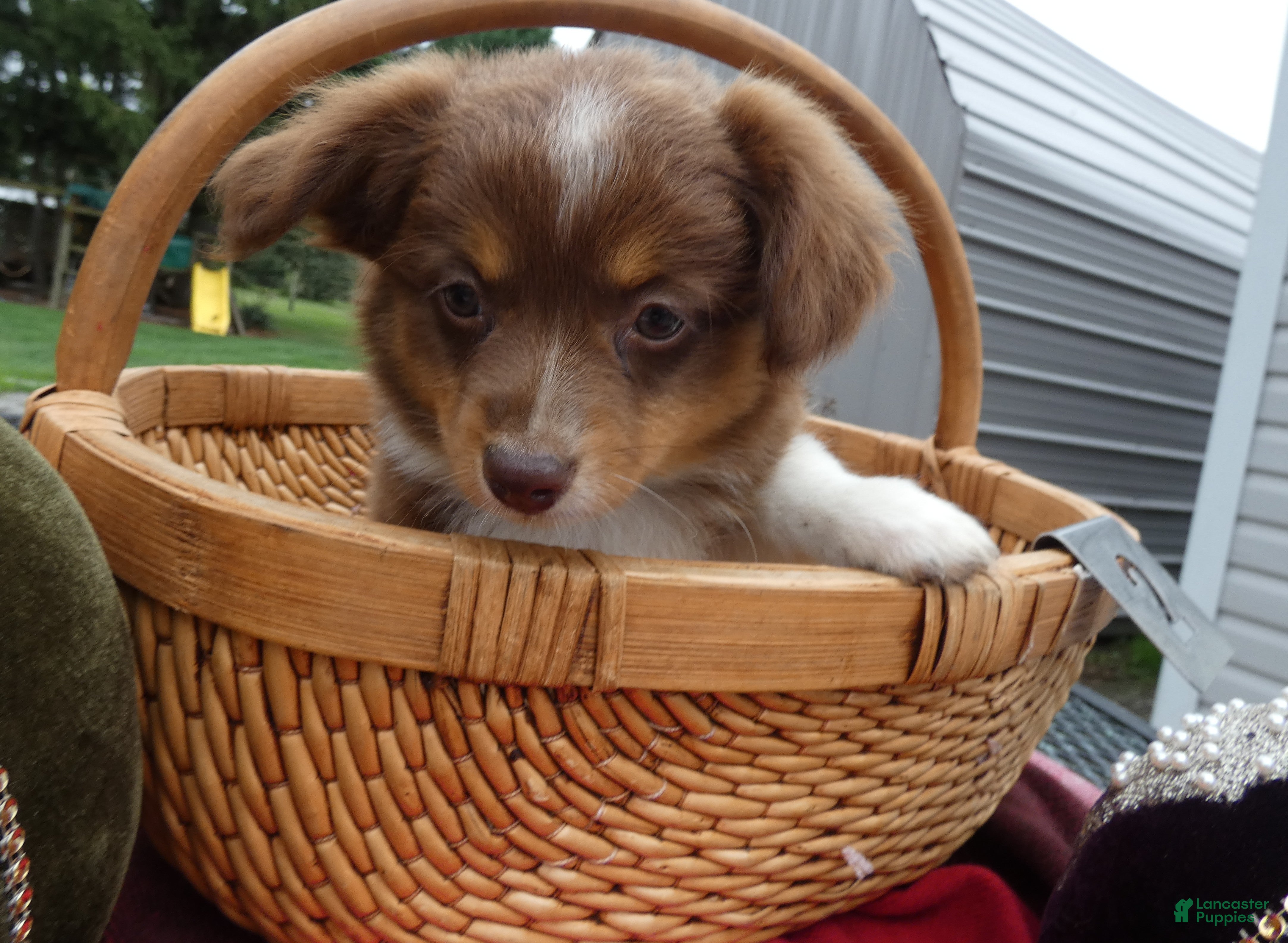 Aussiedoodle Miniature