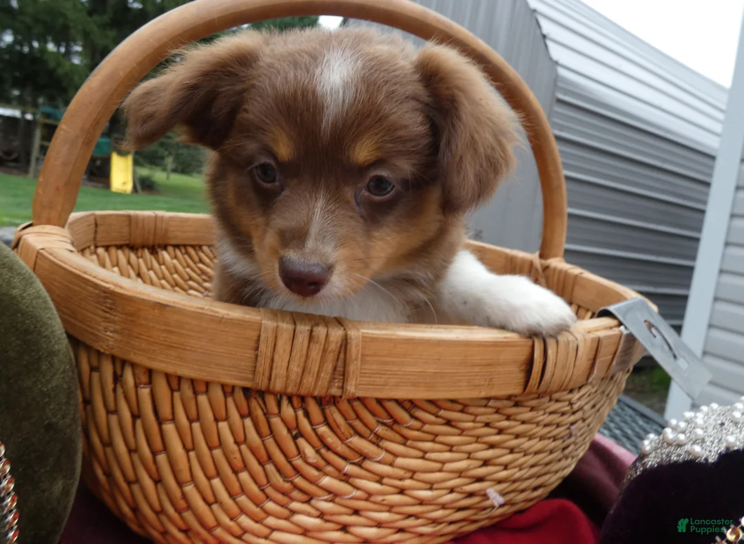 Mini Aussiedoodle dogs for sale: Mini Aussiedoodle 2 Victoria - Ad 1