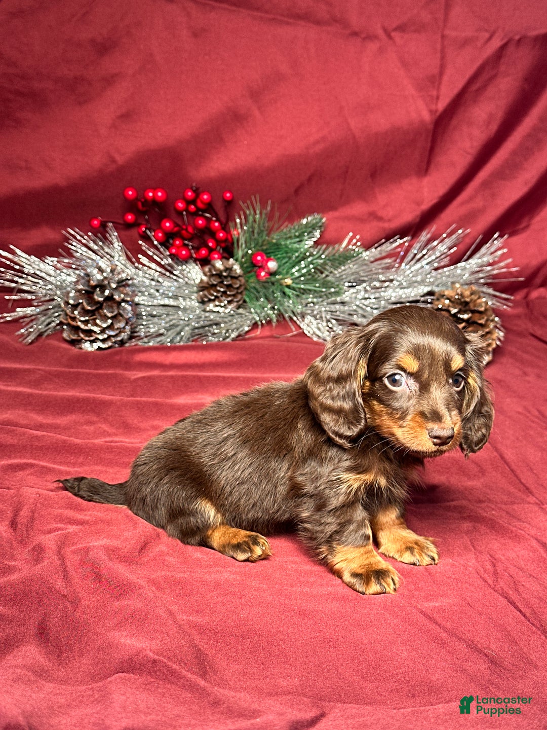 Miniature Dachshund dogs for sale: Luna - Ad 2