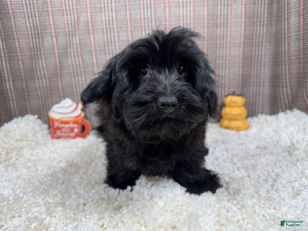 Morkie dogs for sale: Morkie Puppy 1 - Ad 1