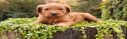 Goldendoodle dogs for sale: Latte - Ad 3